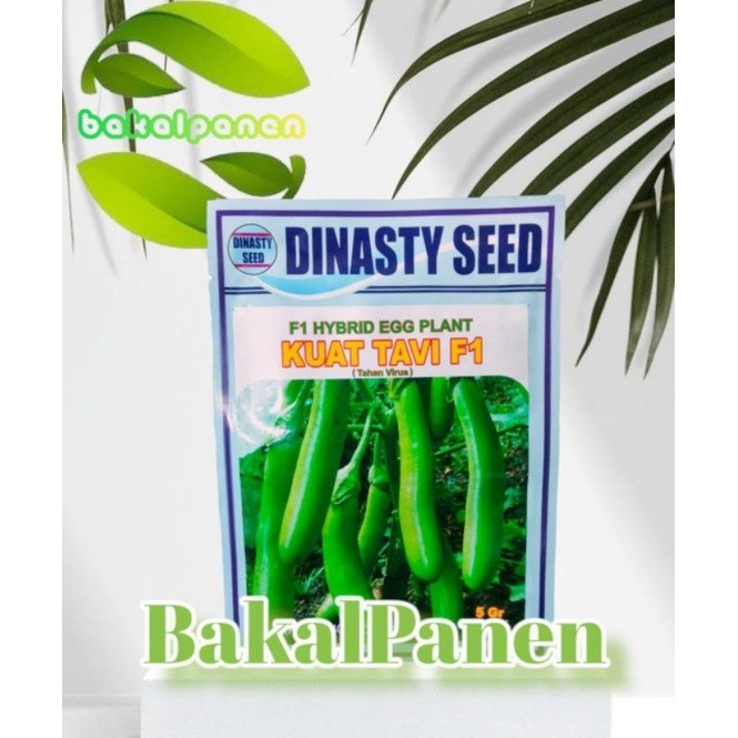 bibit benih terong hijau KUAT TAVI F1 dinasty seed 5 gram