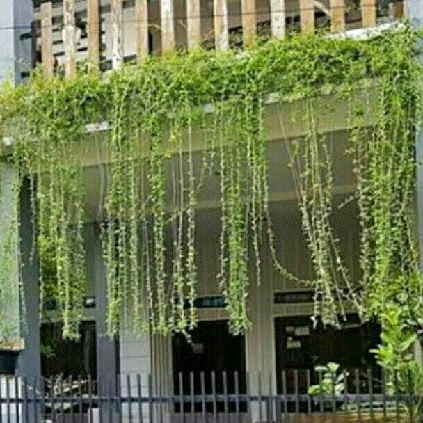 Tanaman Lee Kwan Yew 1 meter