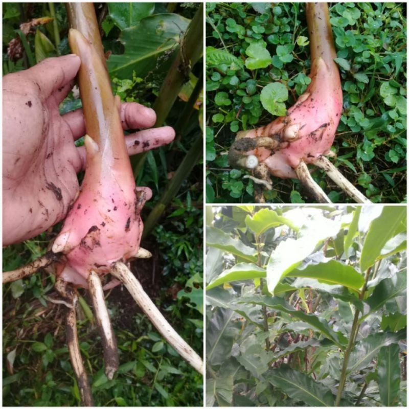 

Bibit tunas kecombrang hijau