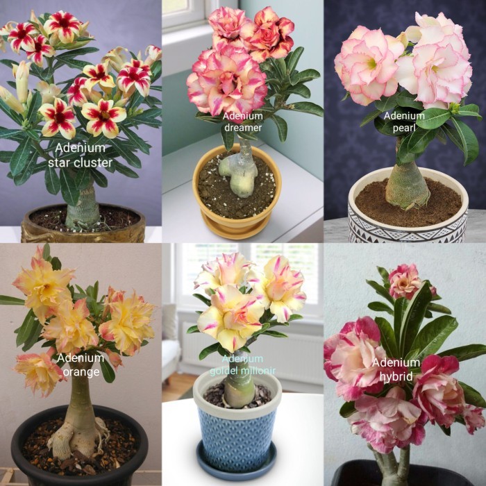 Tanaman hias paket 6 adenium Kamboja Jepang macam jenis bunga