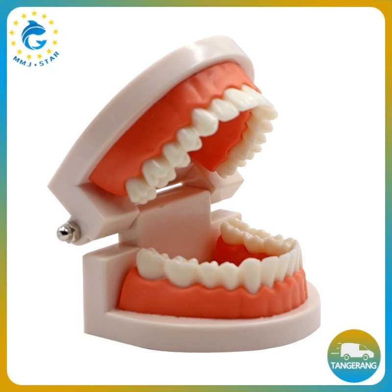 1:1 Model Studi Gigi/Phantom Gigi/ Dental Model Study Typodont/ Peraga Gigi/ Patung Gigi