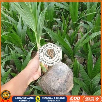 Bibit Kelapa Hibrida Hijau Jumbo Asli Bibit Tanaman Super Unggul UD GHANIYY BIBIT ID