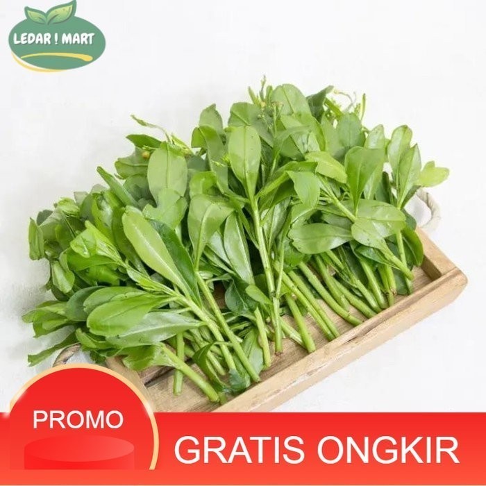 

Daun Gingseng Organik Ikat