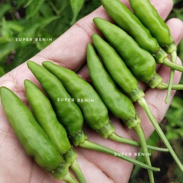 25 Biji - Benih Cabe rawit hijau RAJO - tipe buah menggantung