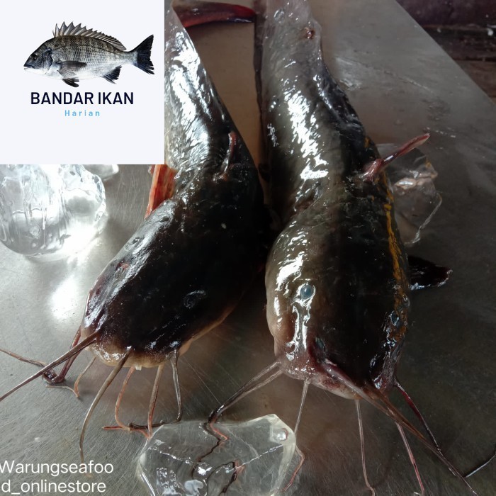 

Ikan Sembilang Segar Fresh Dan Berkualitas