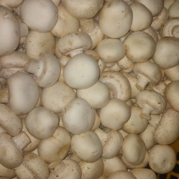 

jamur champignon 1kg