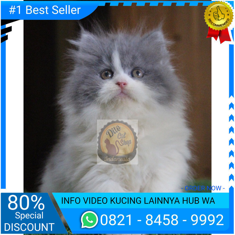 Kucing Persia Anggora Himalaya Munchkin Ragdol Bigbone Kitten