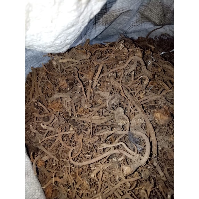 

Bubuk Daun Batang Purwoceng 1Kg Organik Herbal Free Stiker PIRT Random