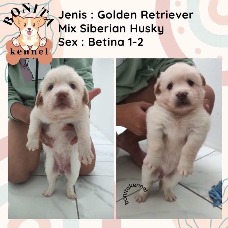 Anakan AnjingHusky Mix Golden Retriever Betina & Jantan