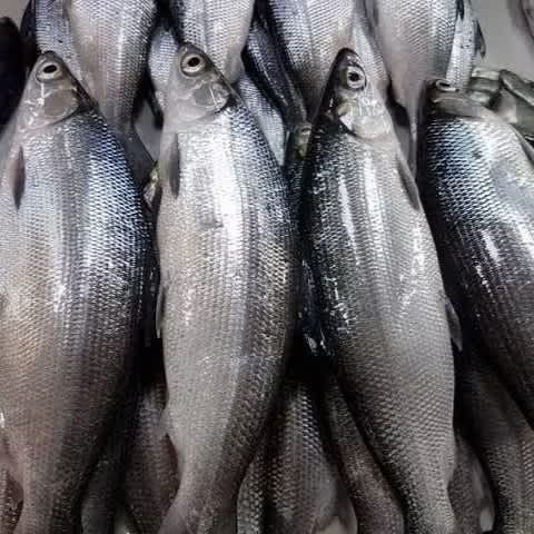 

Ikan Bandeng Fresh frozen Segar Beku Murah