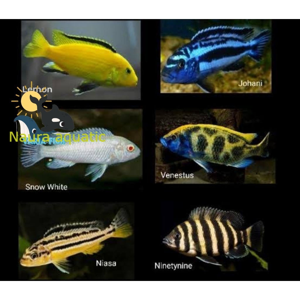 Promo kebutuhan aquarium BIG SALE kebutuhan akuarium Ikan Hias Lemon Niasa Snow White Blue Cichlid A