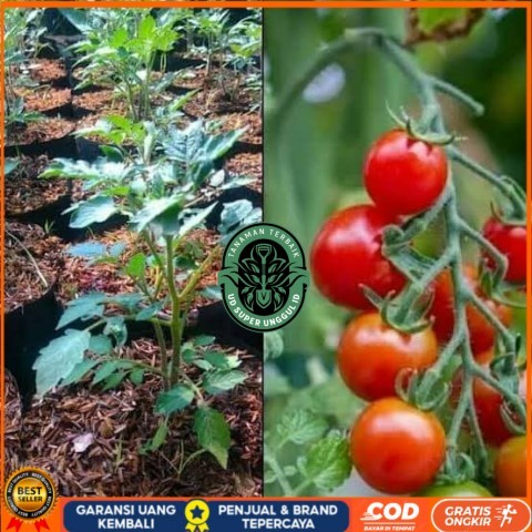 Bibit Tanaman Tomat Cherry / Tomat Ceri Asli Bibit Tanaman valid UD SUPER UNGGUL ID