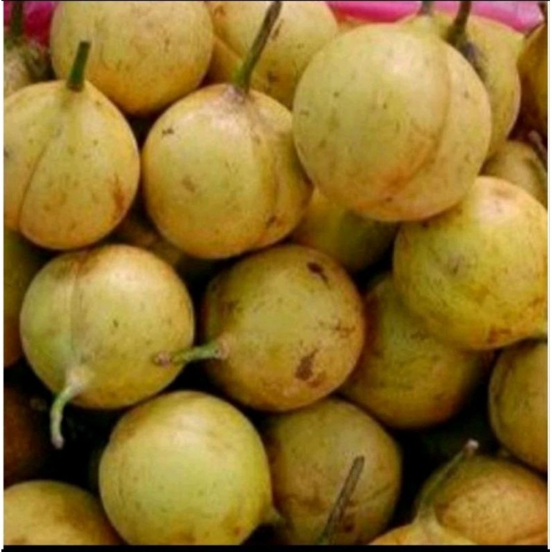 

BUAH PALA MUDA. PALA UNTUK MANISAN . OBAT HEEBAL 1KG