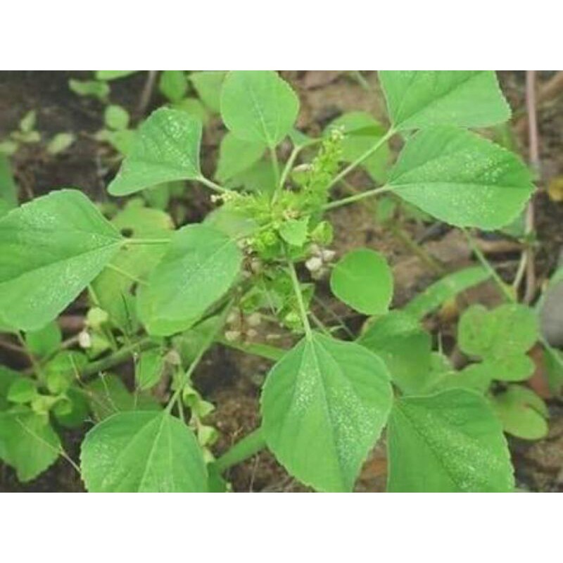 

Jamu Tanaman / Daun Anting-Anting Segar Obat Herbal Berkhasiat