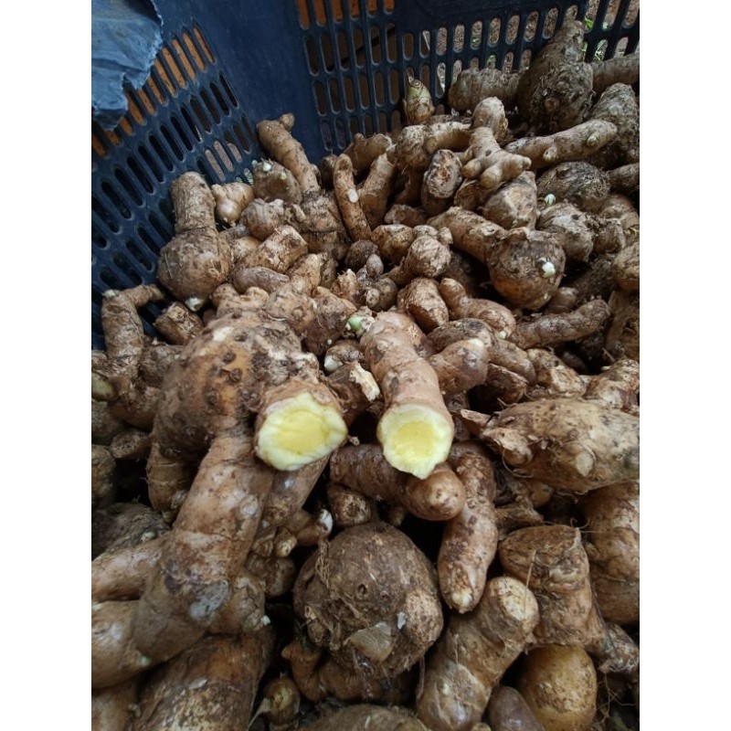 

KunyitMangga/TemuMangga