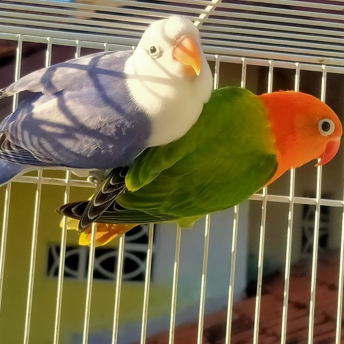 BURUNG LOVEBIRD SEPASANG BIOLA GREEN DAN BIOLA VIOLET