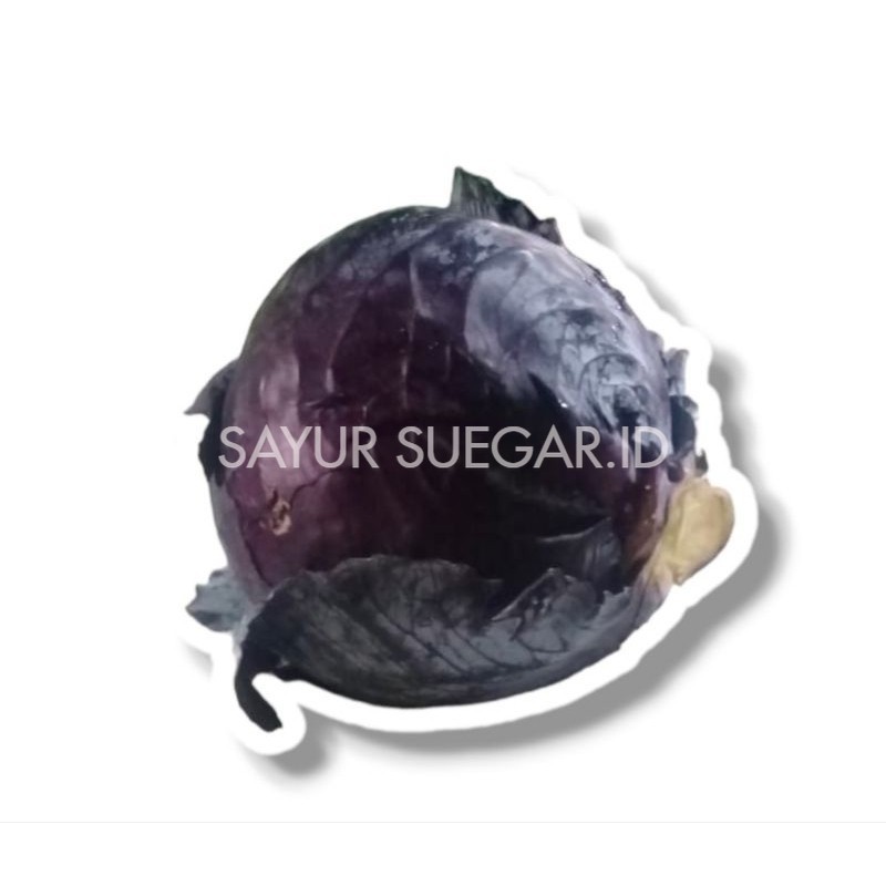 

kol ungu 1 pcs ( 700 gram - 900 gram )