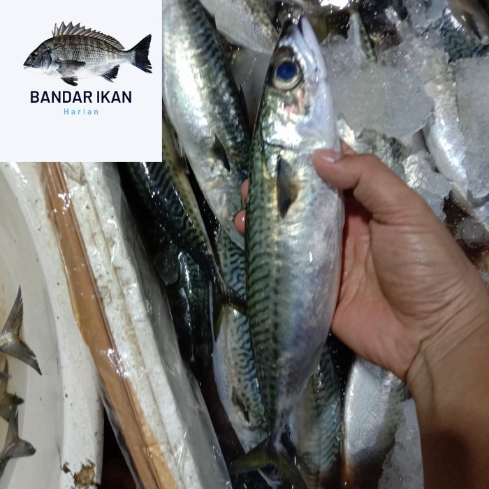 

Ikan Makarel Saba Segar Fresh Dan Berkualitas