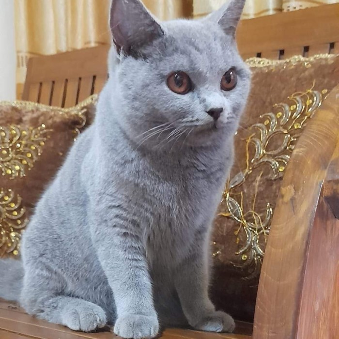 kucing british shorthair bsh cat ped ica blue abu male jantan short