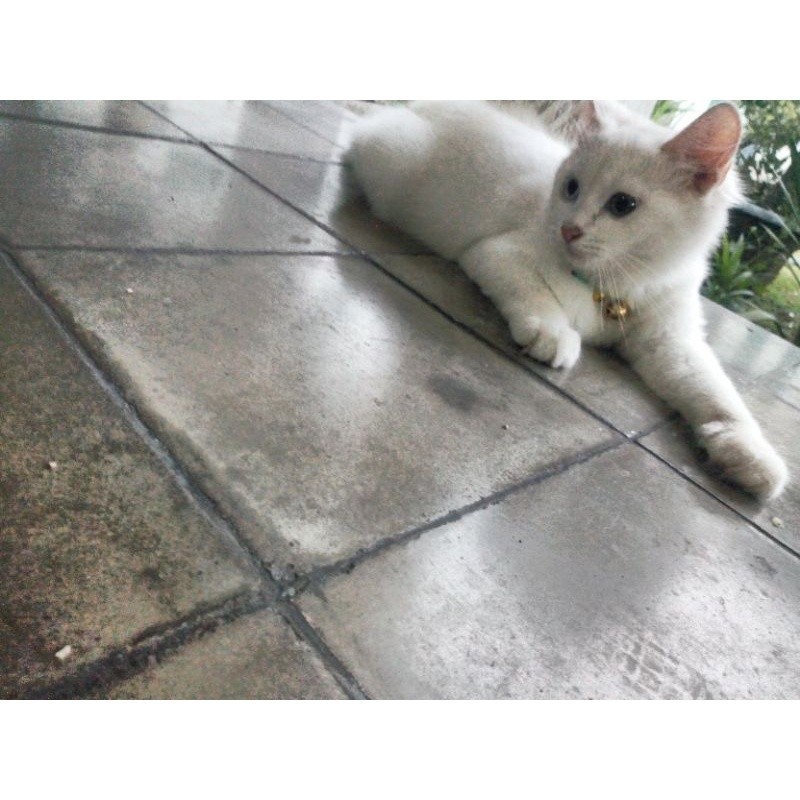 kucing kitten Persia medium betina odd eye mata biru coklat putih ekor panjang halus sehat vitamin o