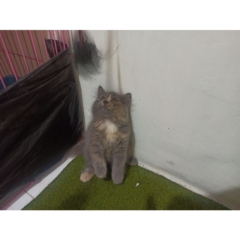 Jual Kucing Kitten Persia - Albells Petshop Surabaya