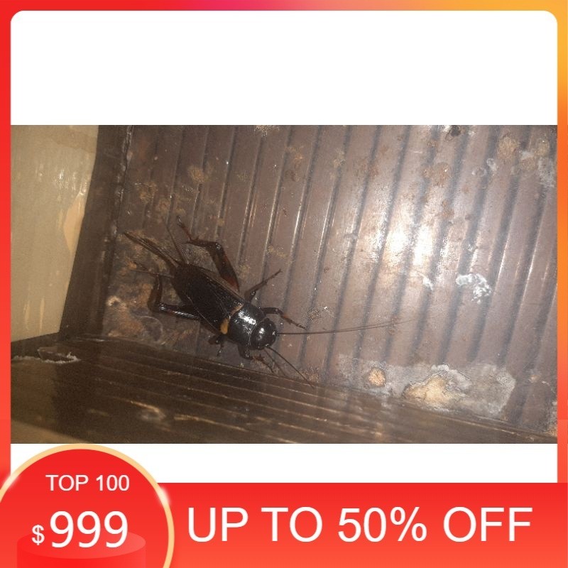 jangkrik - jangkrik kalung - jangkrik betina indukan - jangkrik hutan