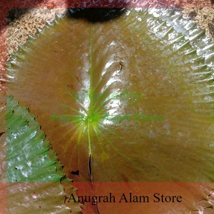 

BUAT BUNGKUS MAKANAN~DAUN TERATAI MERAH SEGAR~BISA COD