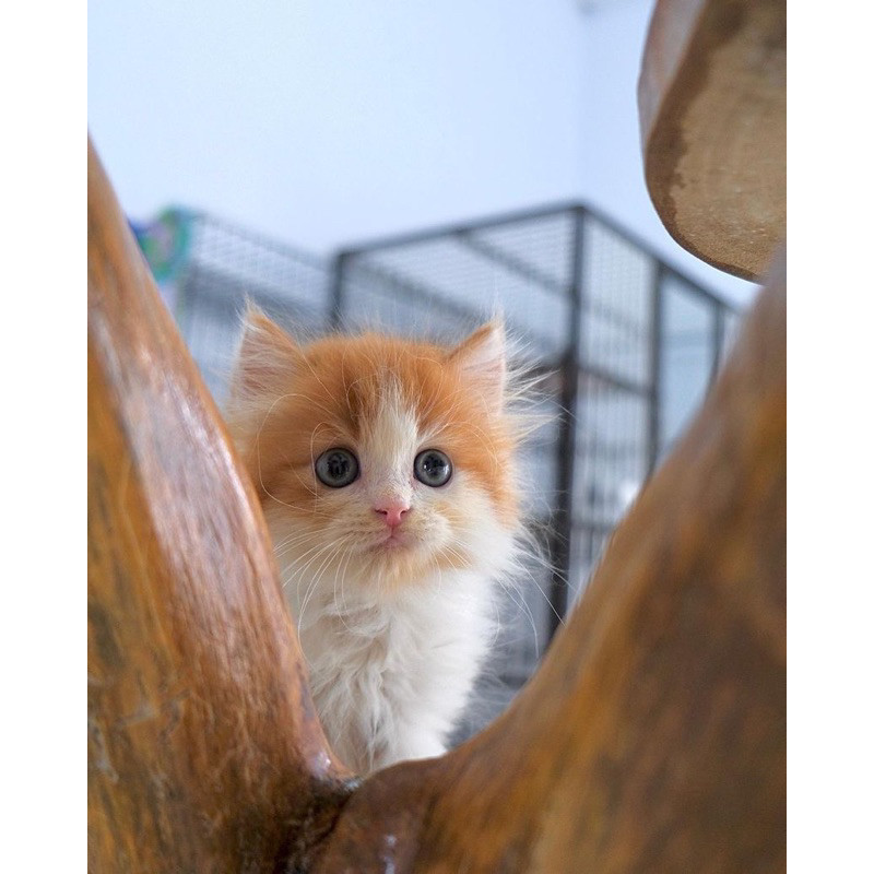 anakan kucing kitten persia anggora munchkin anabul peaknose flatnose himalaya ragdoll himalaya bengal