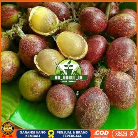 PROMO 5 BIBIT MATOA MERAH/ MATOA HIJAU ADA SUPER UNGGUL Bibit Tanaman Super Unggul UD GOBIT ID