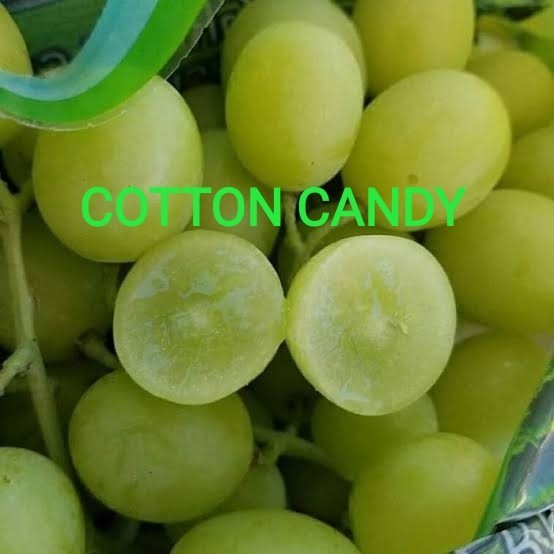 BIBIT ANGGUR IMPORT JENIS COTTON CANDY VALID