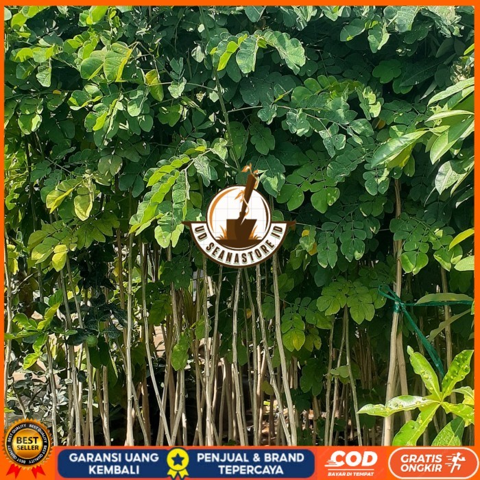 Bibit Trembesi Ukuran 150-180cm Batang Besar | Bibit Pohon Trembesi Keduh Penghijauan | Bibit Tanama