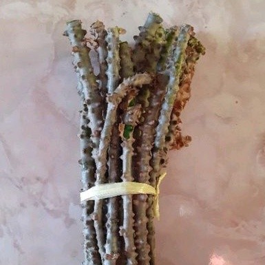 

brotowali patrawali per 5 batang