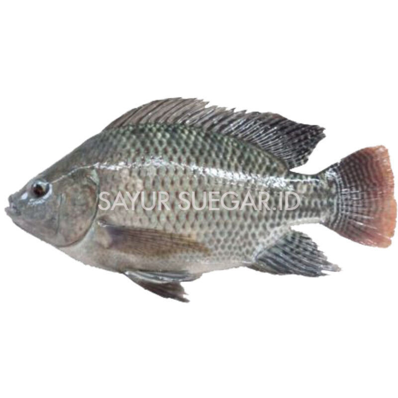 

ikan nila segar 1 kg