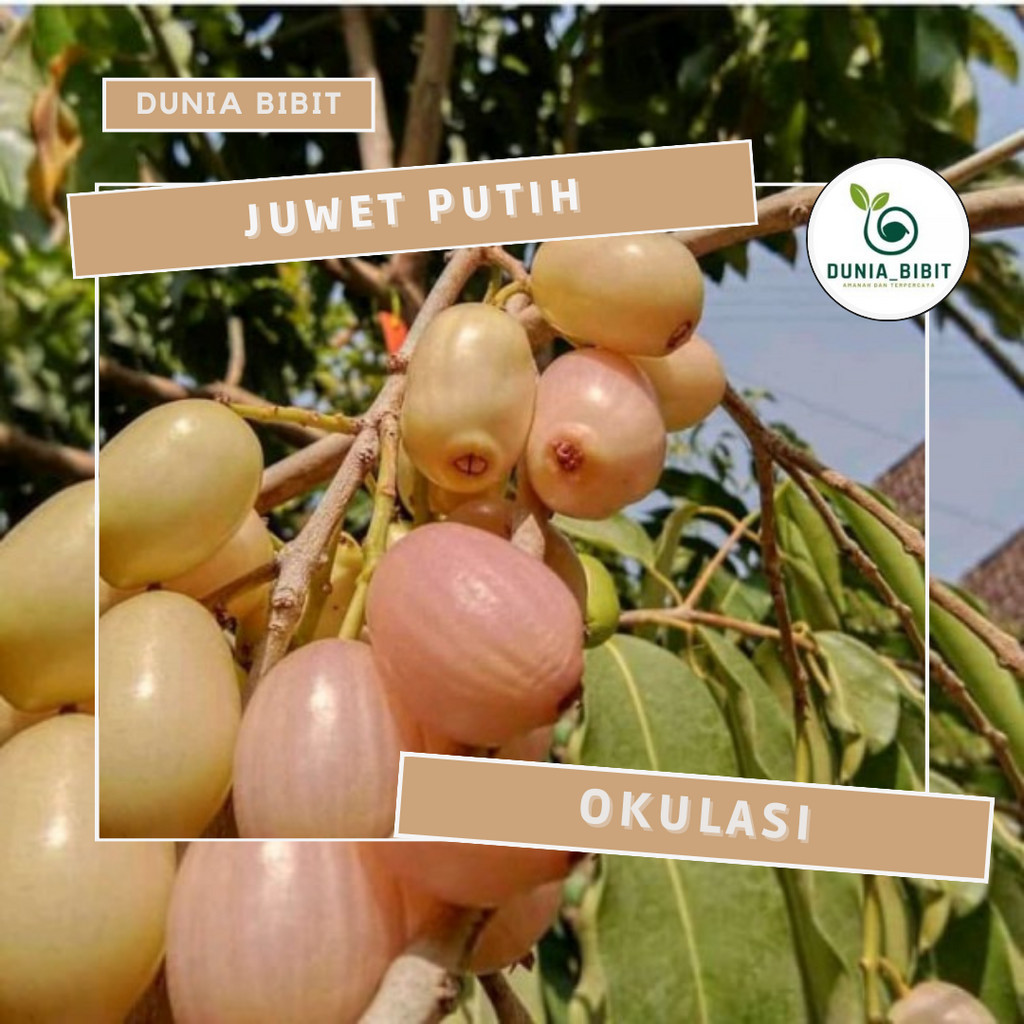 Bibit Tanaman Juwet Putih / Bibit Juwet Putih