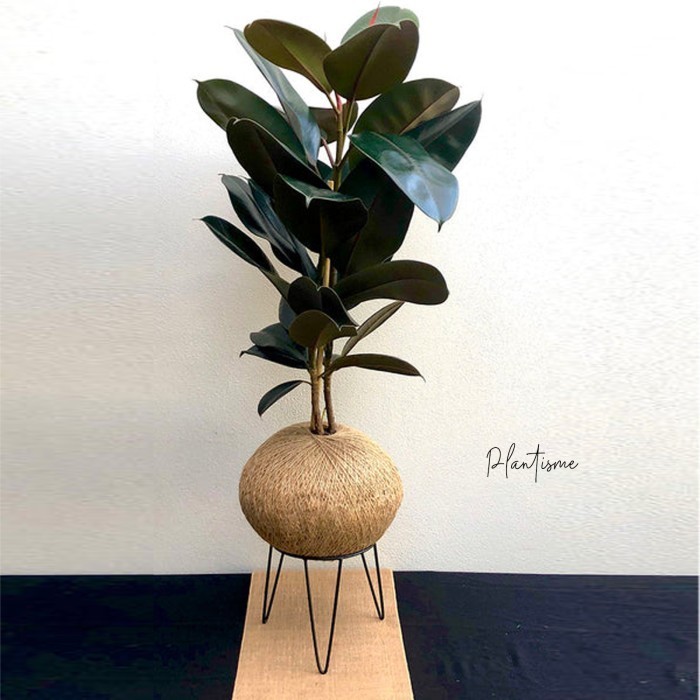 

Kokedama - Ficus Elastica Red Robusta