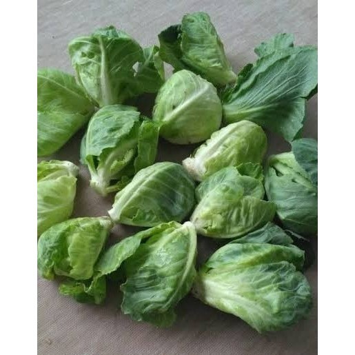 

Sayur Ceciwis Cuciwis Keciwis Caimiao Comeo Tunas Kol 250 gr - 1 kg