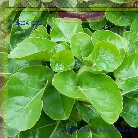 

terlaris Daun mangkokan muda - sangat cocok untuk lalapan DAUN DIPETIK DADAKAN