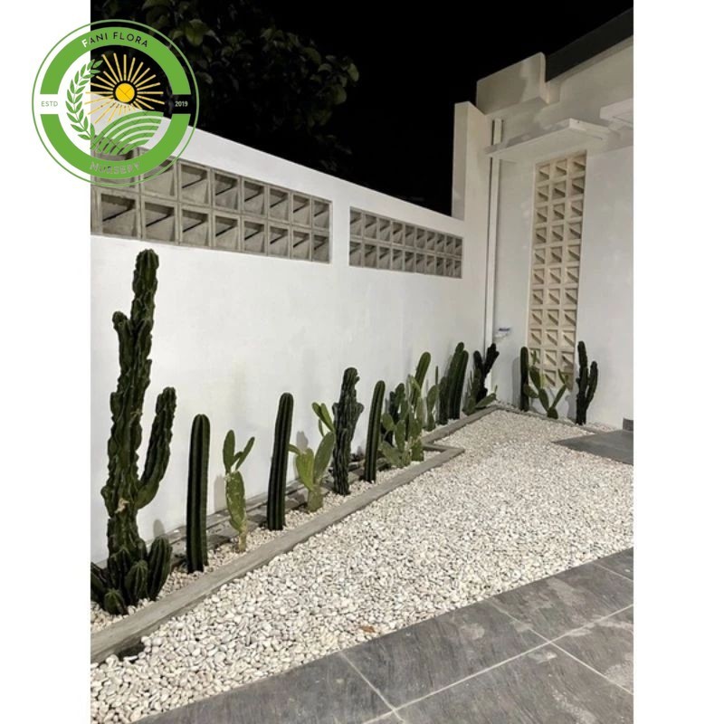 tanaman Pohon kaktus koboi tinggi 30-70 cm