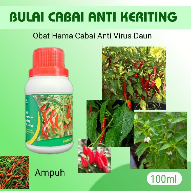 semprot pupuk bulai cabai pembasmi hama obat keriting anti virus - Pupuk cabai obat semprot anti vir