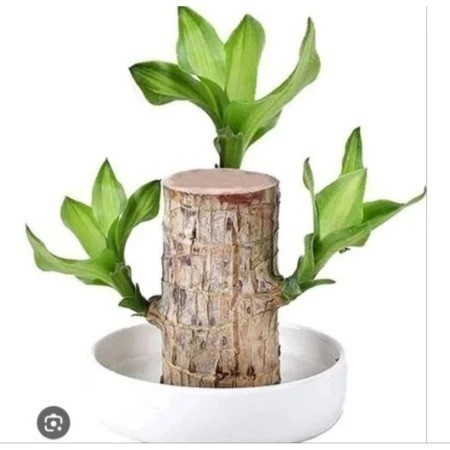 BRAZILIAN WOOD BAHAN BONSAI