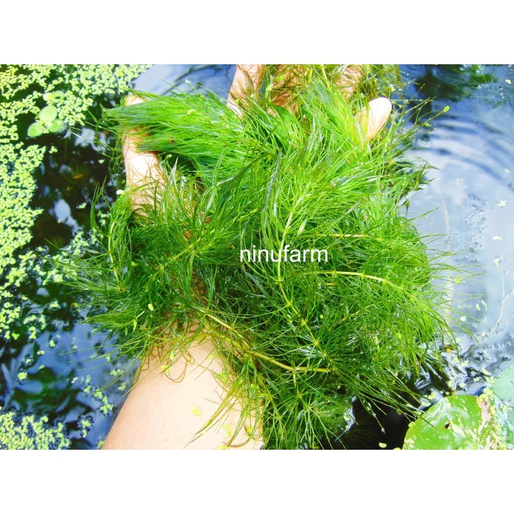 Tanaman Air Ganggang Ekor Tupai