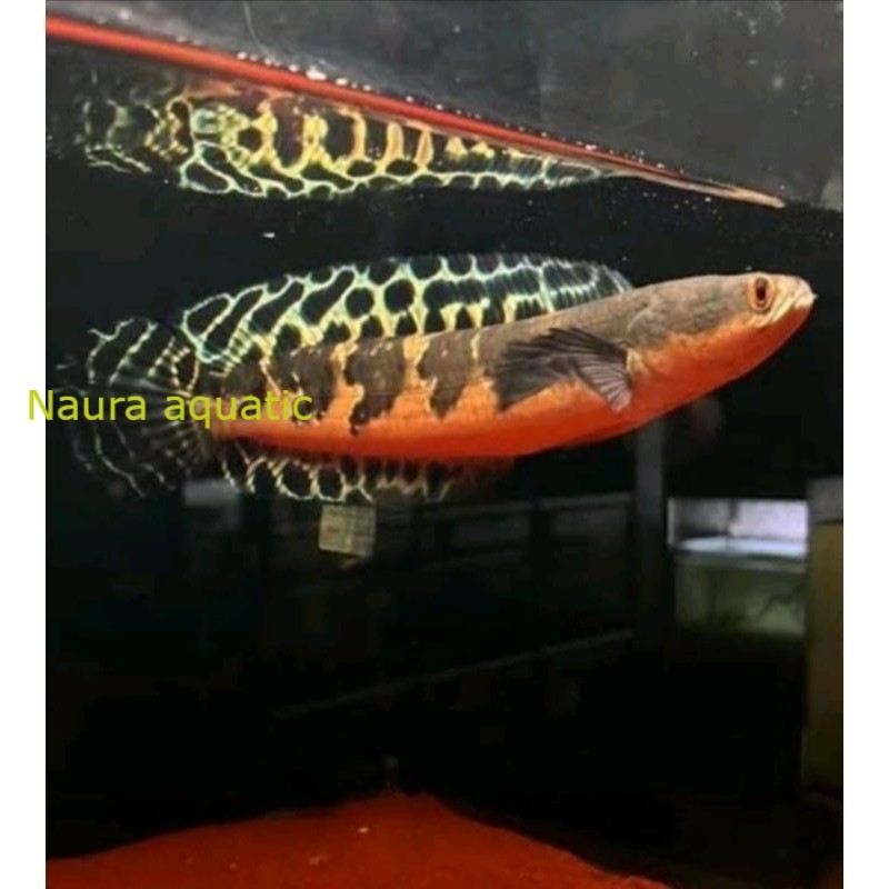 Perlengkapan aquarium GARANSImaru ys SIMET LABEL BATIK 15-25cm kualitas kontes/yellow sentarum