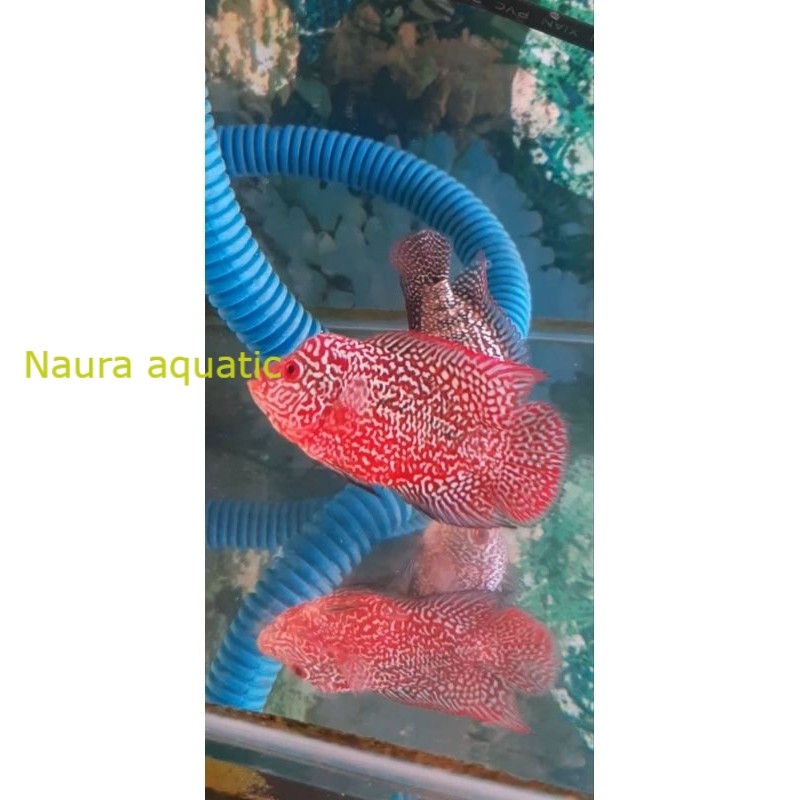 Burayak louhan Cencu dan Gb Bahan Progres high quality