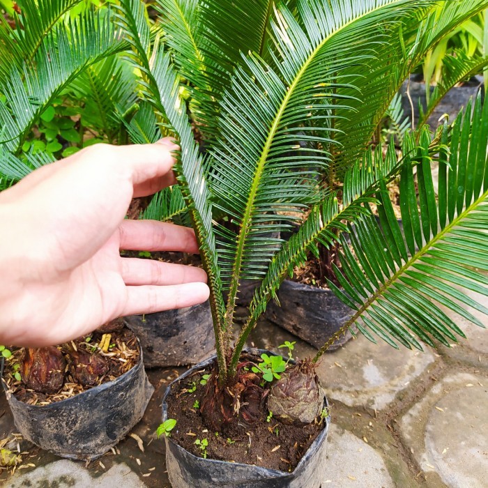 BIBIT PALEM SIKAS TINGGI 25 CM