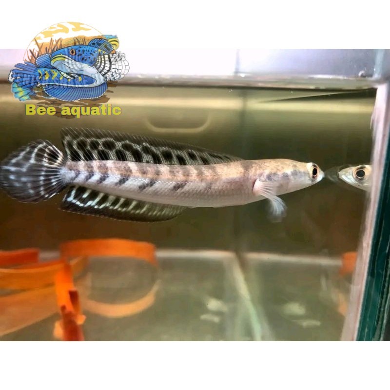 yellow sentarum ys LABEL BATIK 15-25cm GRADE A kualitas kontes /maru hiasan aquarium bee