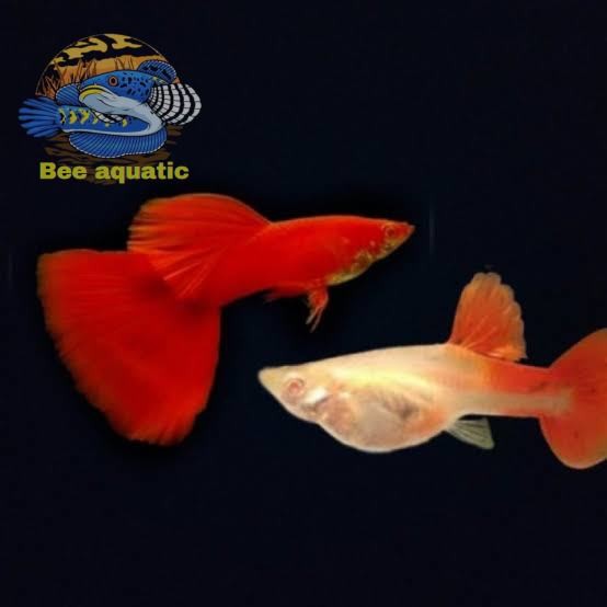 Aksesoris aquarium guppy afr mata merah sepasang