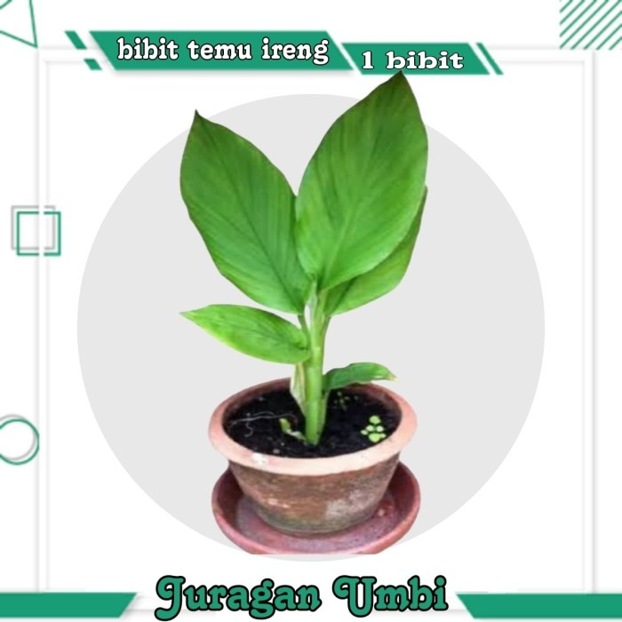 

Temu Ireng / Kunyit Hitam / Bibit Temu Ireng Lokal 1 kg - 5 bibit temu