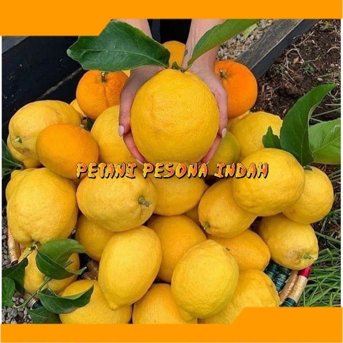 Bibit jeruk lemon california