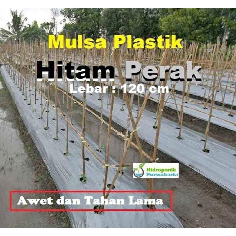 RQ08UV PLASTIK MULSA 5 kg CAP BADAK MILENIAL 120 cm 100 cm 80 cm 60 cm plastik cabe plastik sawah mu