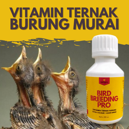 Vitamin Ternak Murai Batu / Vitamin Breeding Murai Batu / Obat Breeding Murai Batu / Obat Ternak Murai